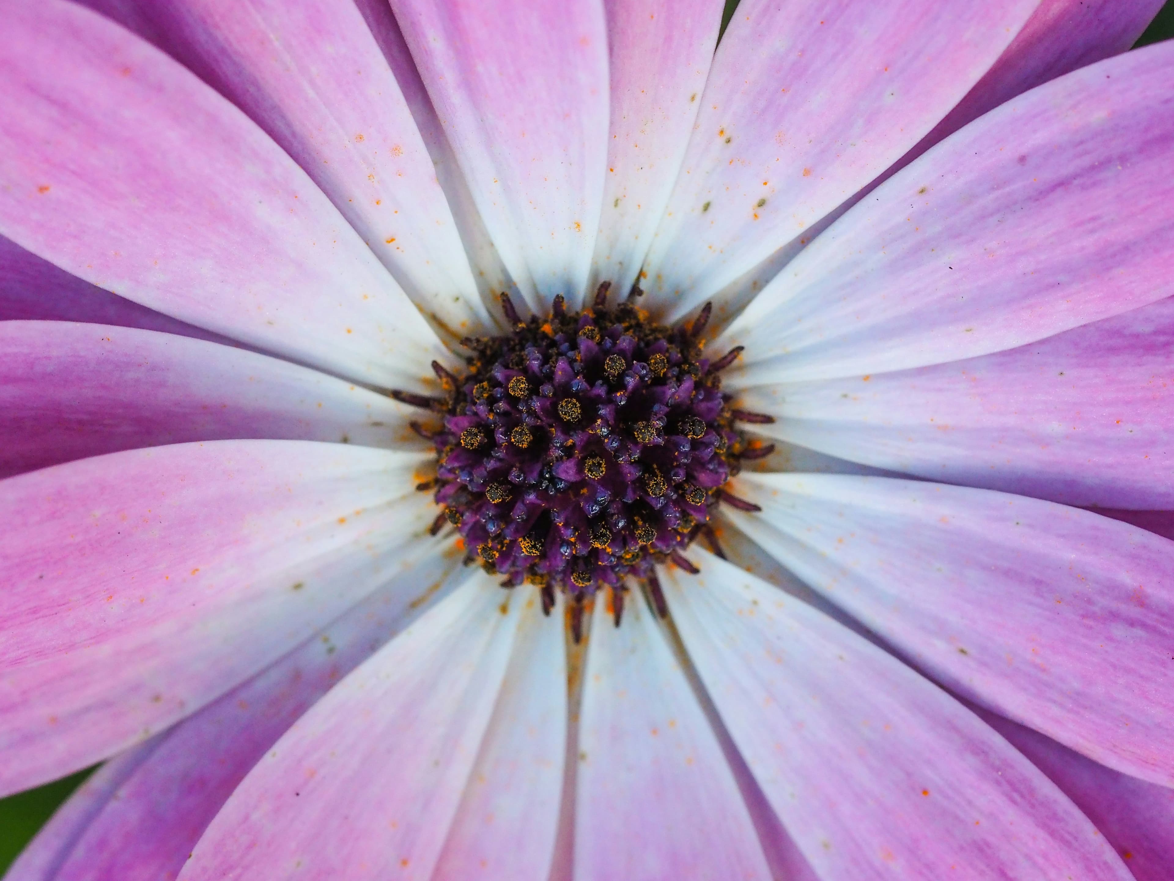 Flower illustration